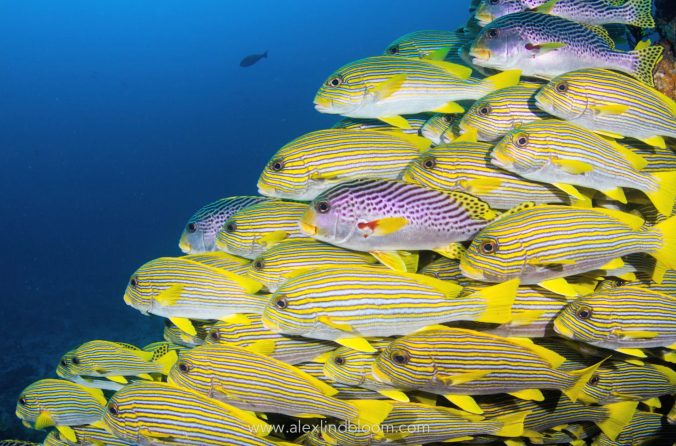 screen-shot-2017-02-27-at-5-30-16-pm