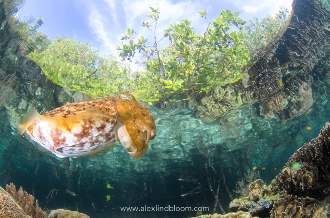 screen-shot-2017-02-27-at-5-30-47-pm