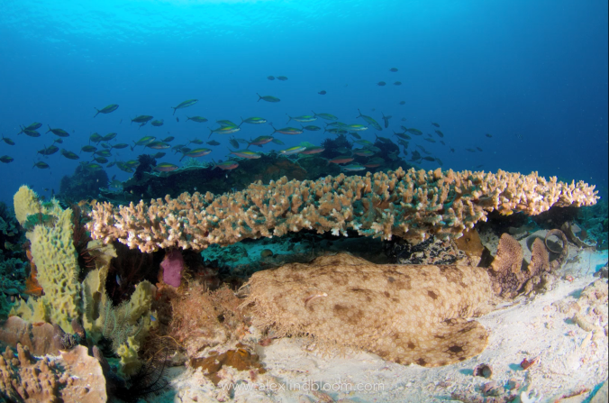 screen-shot-2017-02-27-at-5-32-20-pm