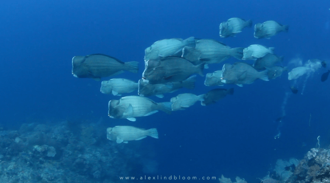 screen-shot-2017-02-27-at-9-28-25-pm