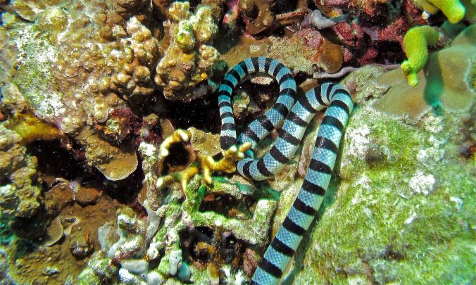 Banded_Sea_Krait_(Laticauda_colubrina)_(6059129846).jpg