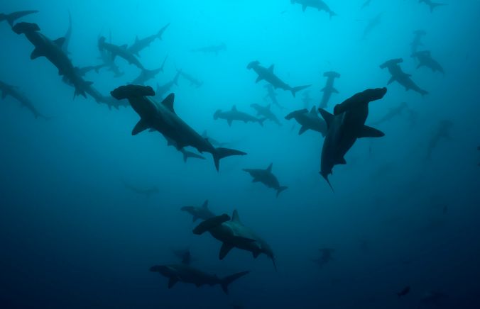 Hammerheads