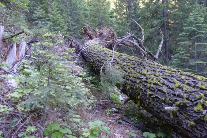 6616ef26-7053-4aee-9ee4-8a19f50795ff